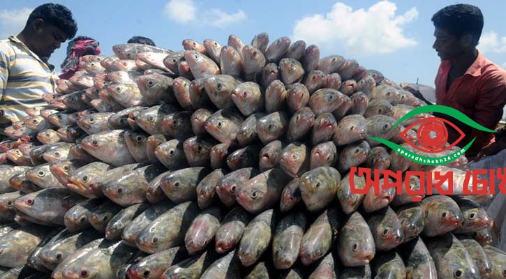  দুর্গাপূজায় ভারতে যাবে ইলিশ