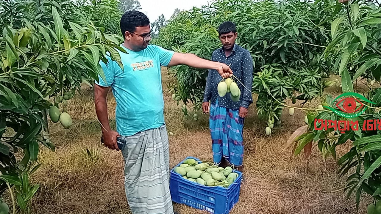 গোল্ডেন কালার আম্রপালি আম চাষে আনোয়ার সফল