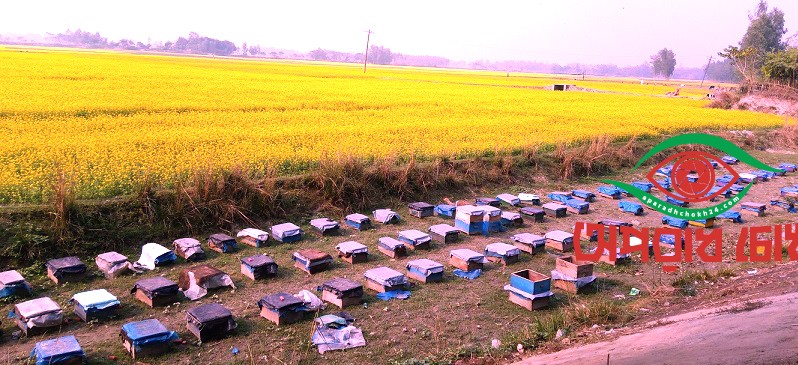 সরিষা উৎপাদনে অপার সম্ভাবনা মধু আহরণে স্বাবলম্বী মৌয়ালরা