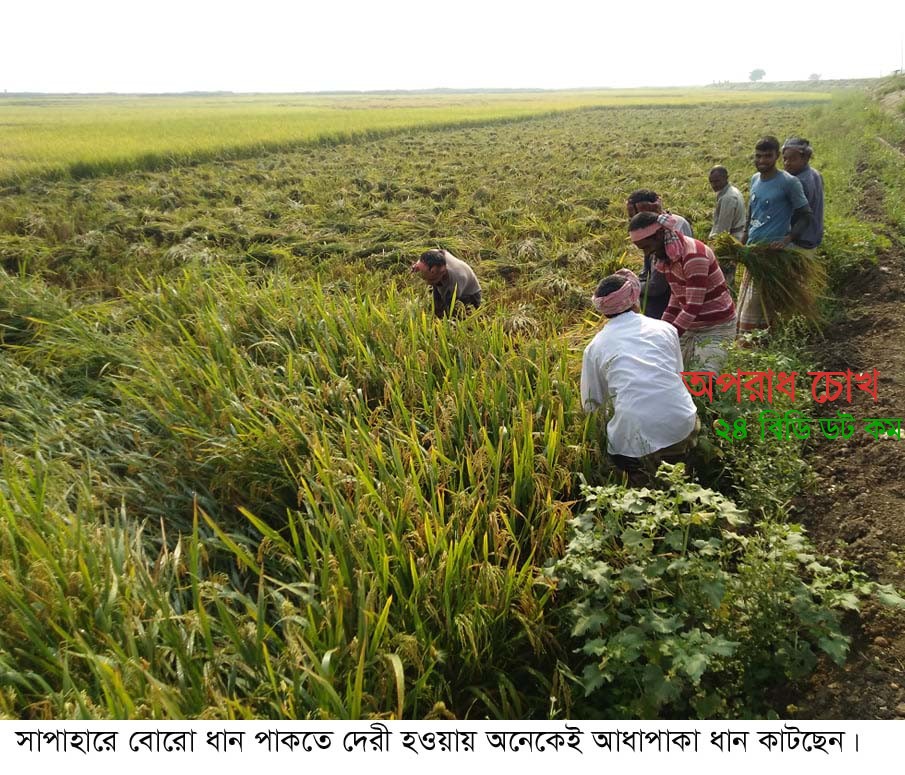 সাপাহারে জবাই বিলের বোরো ধান নিয়ে শঙ্কিত কৃষক