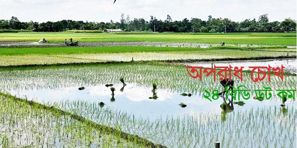 বগুড়ায় আমন আবাদের লক্ষ্যমাত্রা ১ লাখ ৮১ হাজার হেক্টর জমি