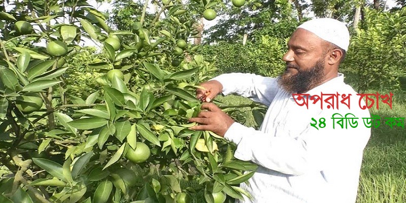 করোনায় মাল্টা চাষে চমক দেখিয়েছেন ভোলার স্কুল শিক্ষক মনিরুল