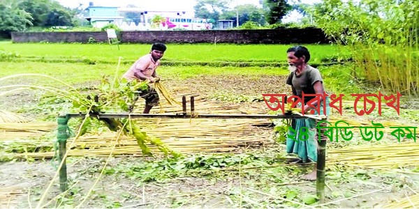 পাট নিয়ে বিপাকে দিনাজপুরের চাষিরা