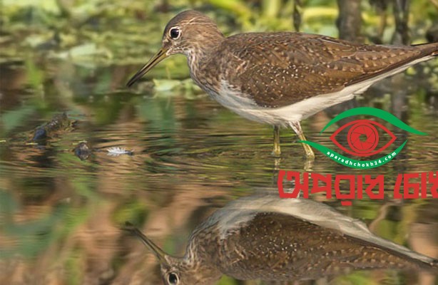 বাংলাদেশের দুর্লভ পরিযায়ী সবুজ বাটান