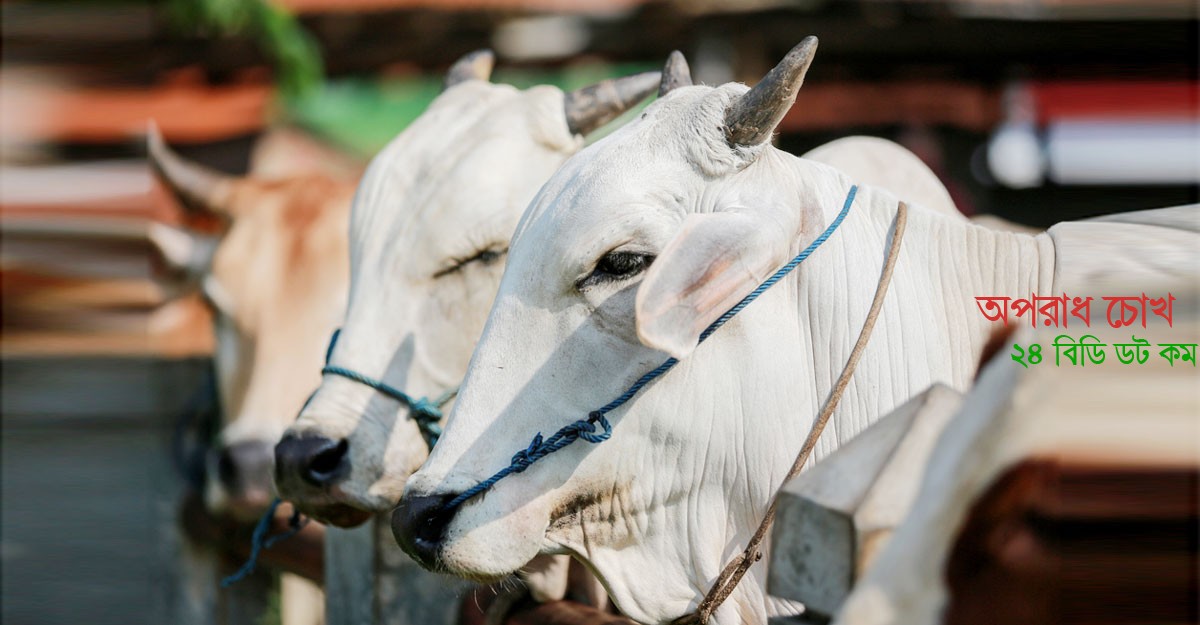 পশু মোটাতাজা ও দোষ-ত্রুটি মুক্ত হওয়া উত্তম