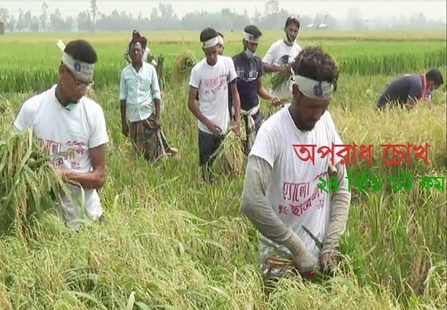 জয়পুরহাটে কৃষকের ধান কেটে দিলো ছাত্রলীগ