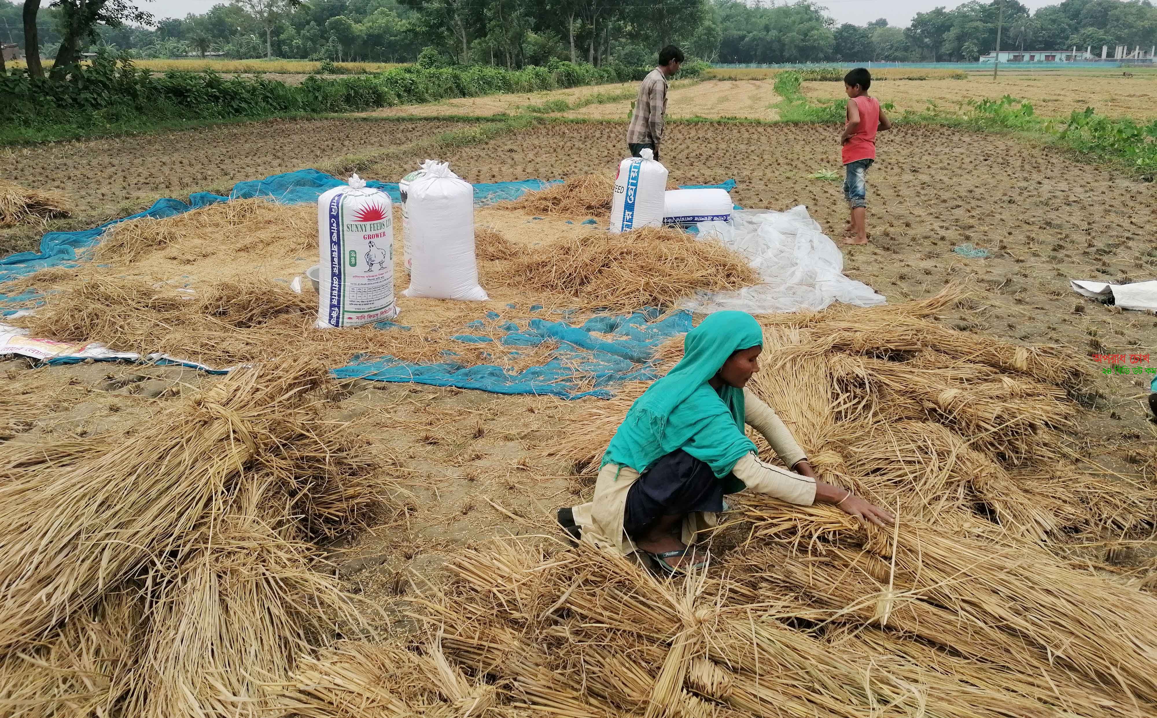 শ্রমিক সংকটে গাংনীর চাষিরা