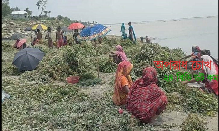 নদীর পানি বেড়ে যাওয়ায় তলিয়ে গেছে বাদামখেত 