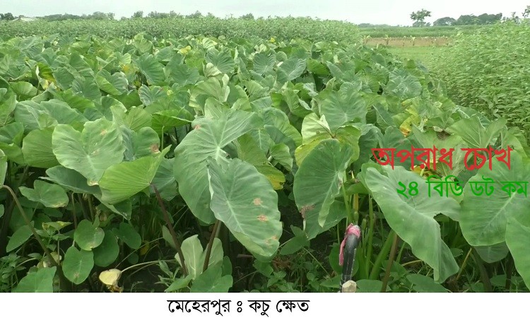 মেহেরচন্ডিতে মুখি কচুর বাম্পার ফলন