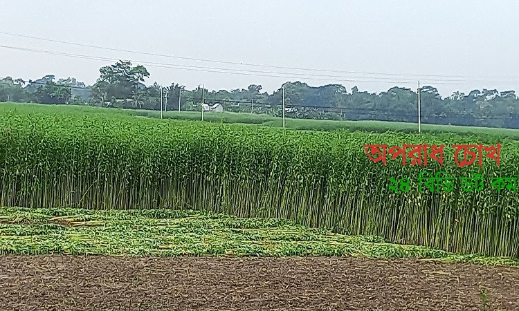 সাখিপুরের চরগুলোতে রীতিমতো সবুজের বিপ্লব