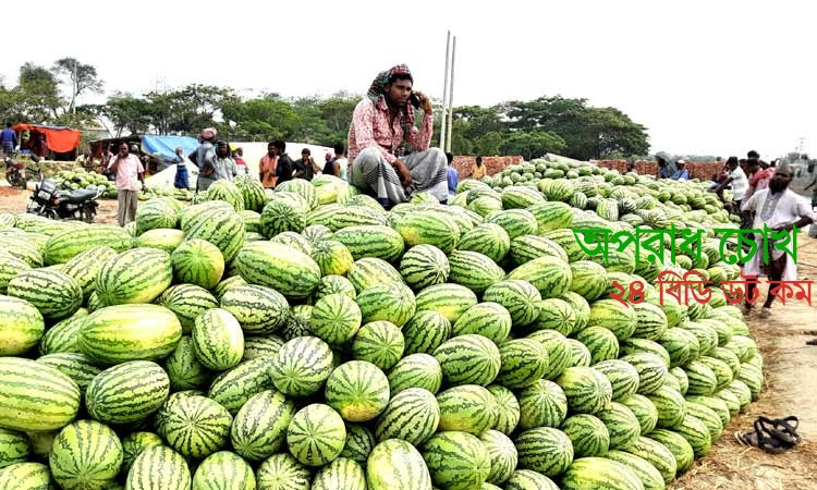 লকডাউনে বিপাকে রাঙ্গাবালীর তরমুজ চাষিরা