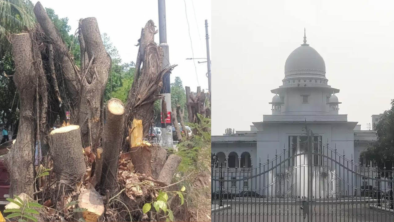 ঢাকাসহ সারা দেশে গাছ কাটা বন্ধে রিট