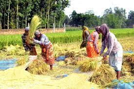 বোরো ধান কত টাকা দরে কিনবে জানাল সরকার