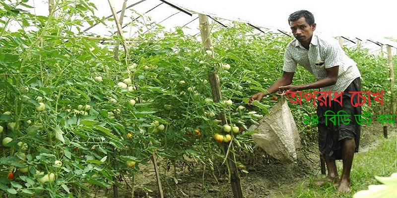 বারোমাসি টমেটো চাষে শাওনের বাজিমাত