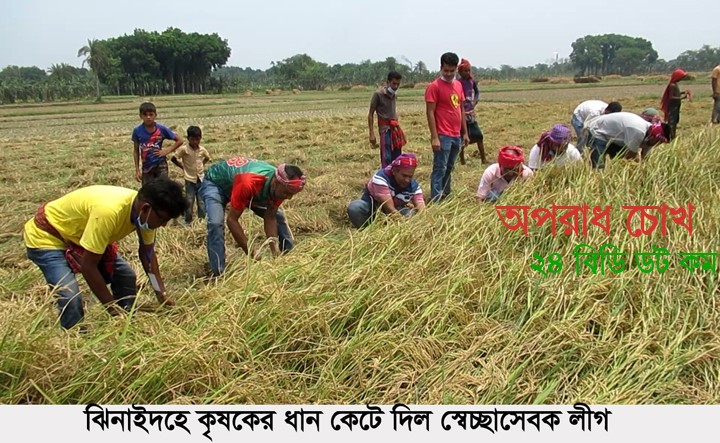 ঝিনাইদহে কৃষকের ধান কেটে দিল স্বেচ্ছাসেবক লীগ