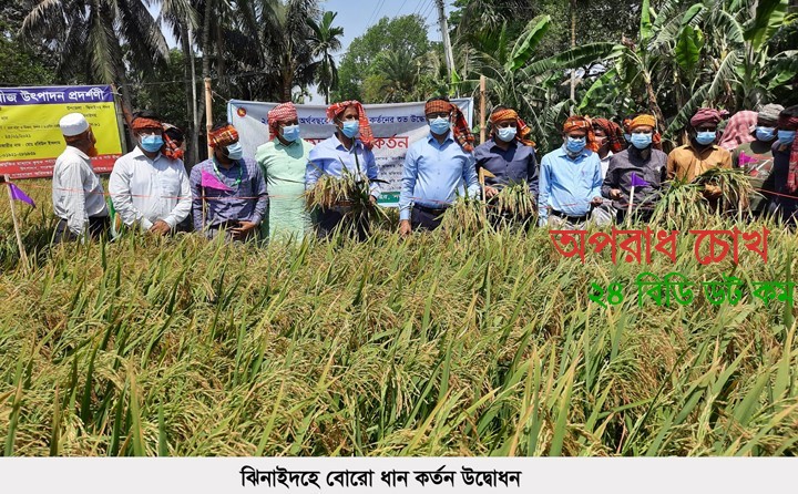 ঝিনাইদহে চলতি বোরো মৌসুমের ধান কর্তনের উদ্বোধন করা হয়েছে