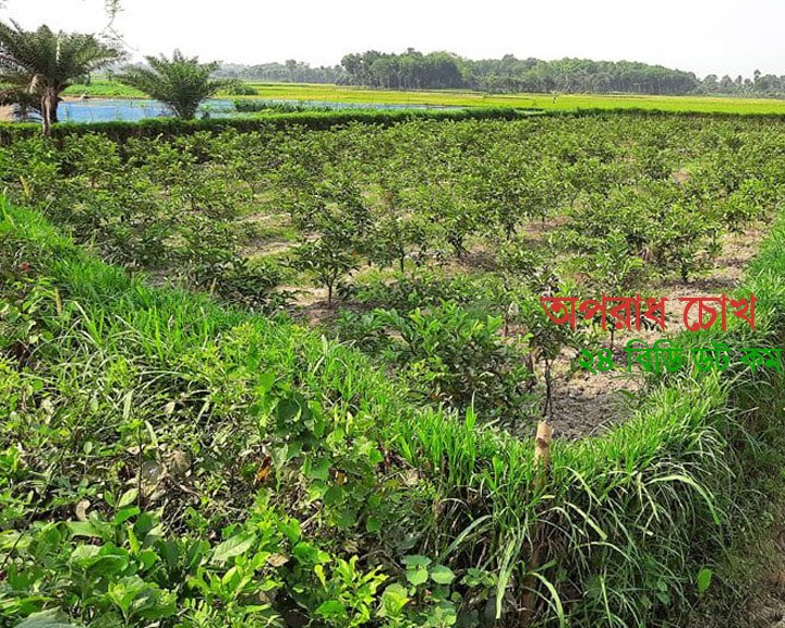 কোটচাঁদপুরের ফসল রক্ষায় নেপিয়ার ঘাষ দিয়ে বেড়া দিচ্ছেন কৃষকরা!