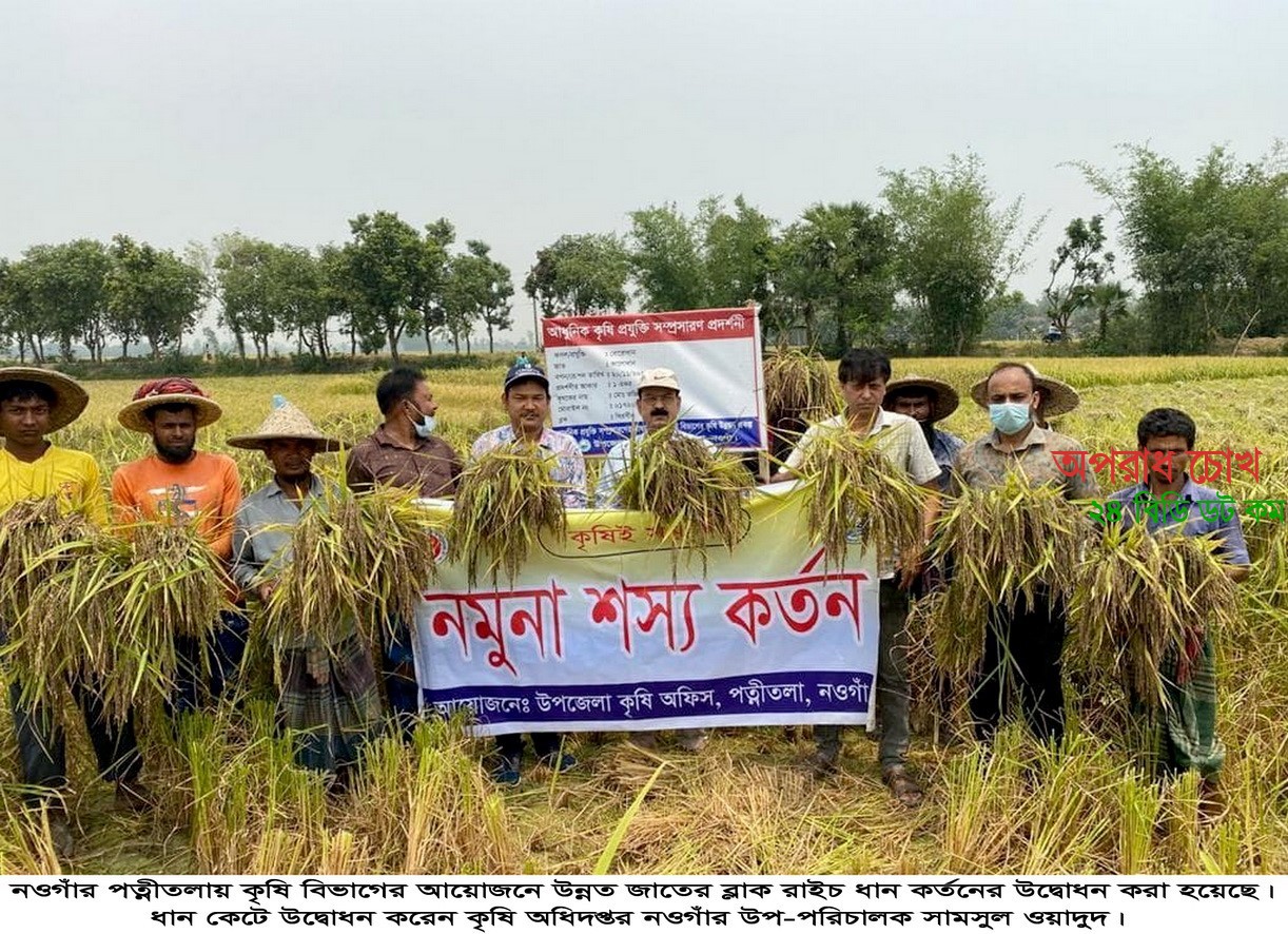 পত্নীতলায় উন্নত জাতের ব্লাক রাইচ ধান কর্তনের উদ্বোধন